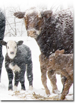 Cattle in a winter storm