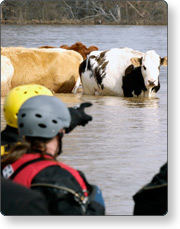 Rescuers in a boat rescuing cows in flooded waters