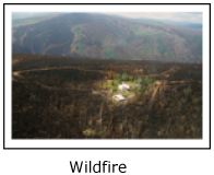 Wildfire burning trees on hillside