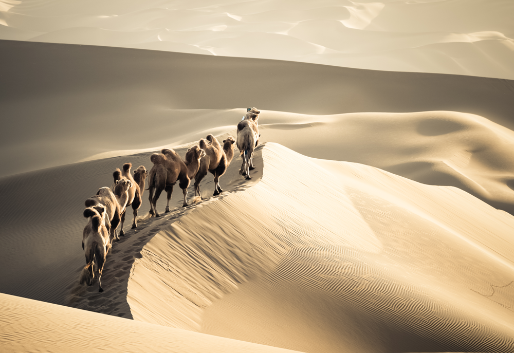 team of camels walking in line in the desert 