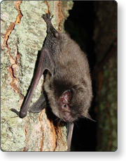 An Indiana Bat