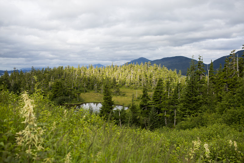 Image of the forest and lots of trees.