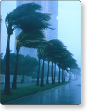 trees in a hurricane