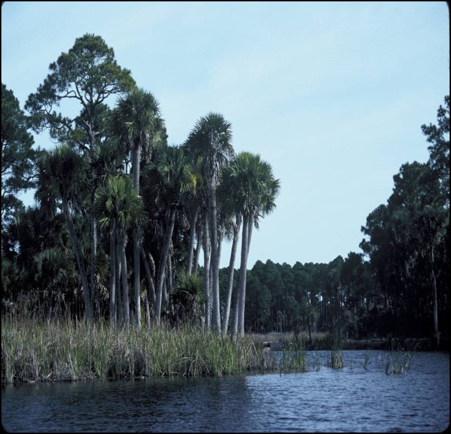 Image of wetlands.