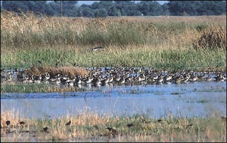 Image of wetlands with waterfowl.