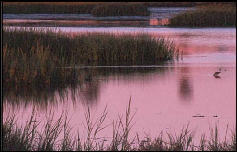 Image of wetlands.