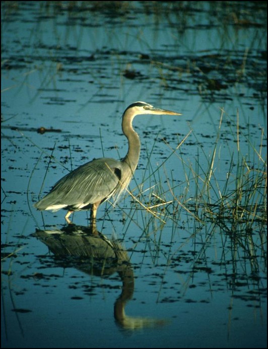 Image of waterfowl in a floodplain/wetland.