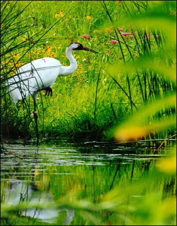 Image of a marsh with waterfowl.