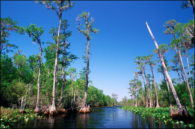 Image of a swamp.