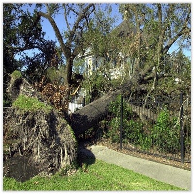 A downed tree with entire root bulb exposed depicting a hazardous stump that requires removal.