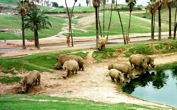 A rhinoceros herd by a pond in their enclosure in the San Diego Zoo's Wild Animal Park.