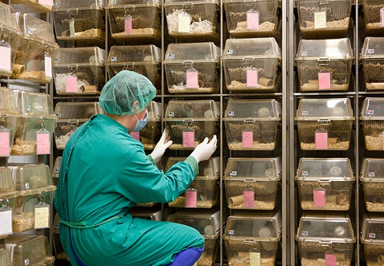 A researcher in sterile garb selects a laboratory rat from a wall of plastic cages.