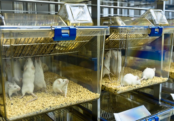 White lab rats in rows of cages.