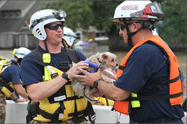 Members of an urban search and rescue team rescue a pet from floodwaters of Hurricane Harvey.