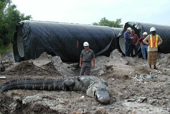 A construction crew working with sections of large pipe while a crocodile lies nearby.