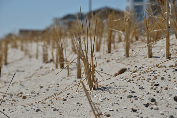 A ground-level view of sea grass planted in rows to stabilize reconstructed dunes on a beach.