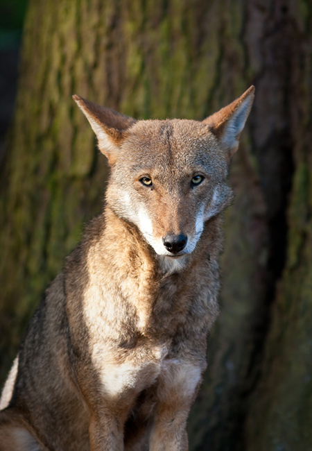 A red wolf in front of a tree.