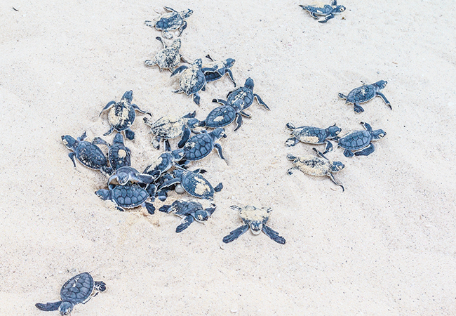 Newly hatched sea turtles on sand.