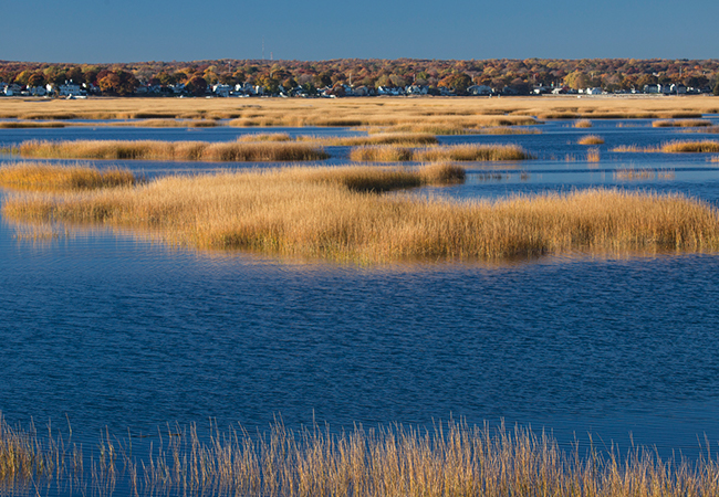 A marsh in Connecticut.