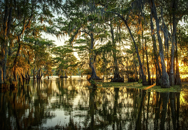 A swamp in Louisiana.