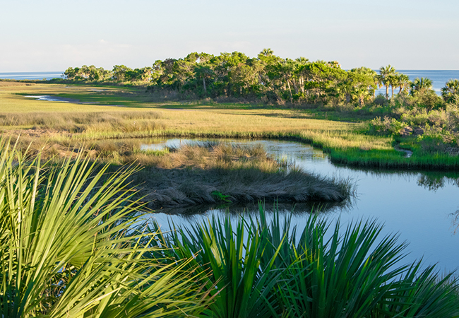 Coastal wetlands