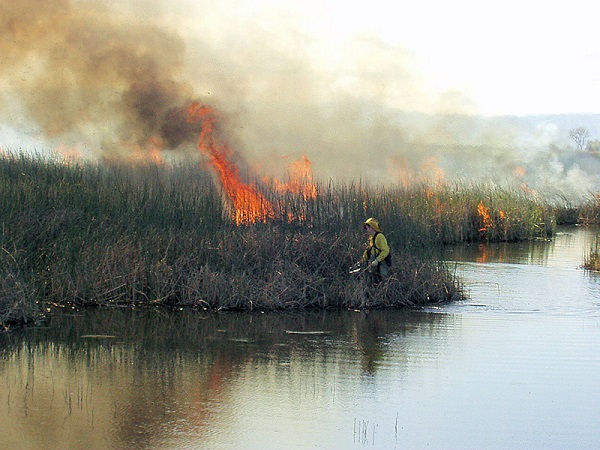 Firefighters at a wetland fire