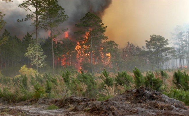 The Florida Bugaboo Fire rages out of control in a forest.