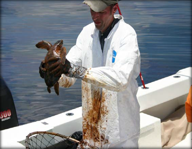 Man in a white coat and gloves holding a turtle covered in oil