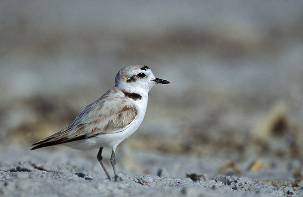 Small bird with light brown feathers and a white belly
