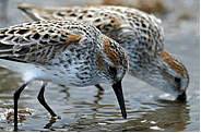 Two small brown birds drinking water.